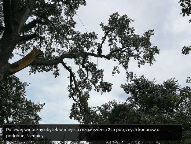 wycinka drzew, pielęgnacja, profesjonalnie