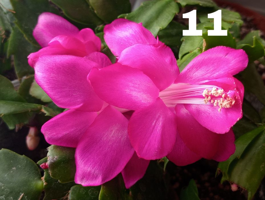 Шлюмбергера червона