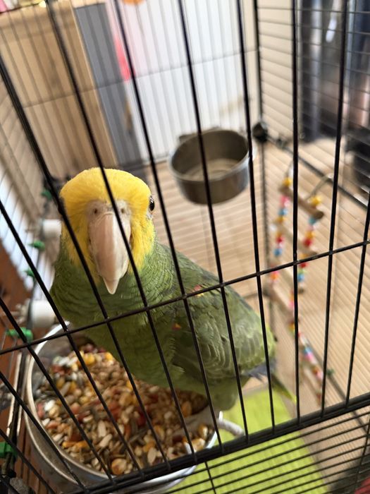 Vendo papagaio + gaiola
