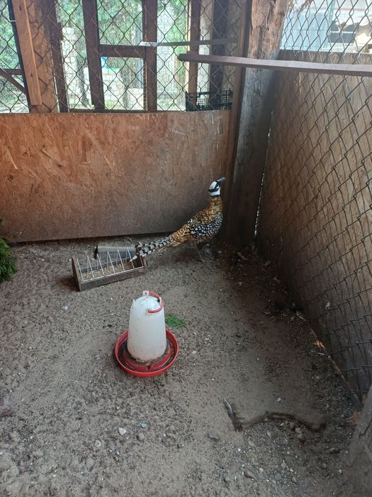 Bażanty bazant ozdobne krolewskie