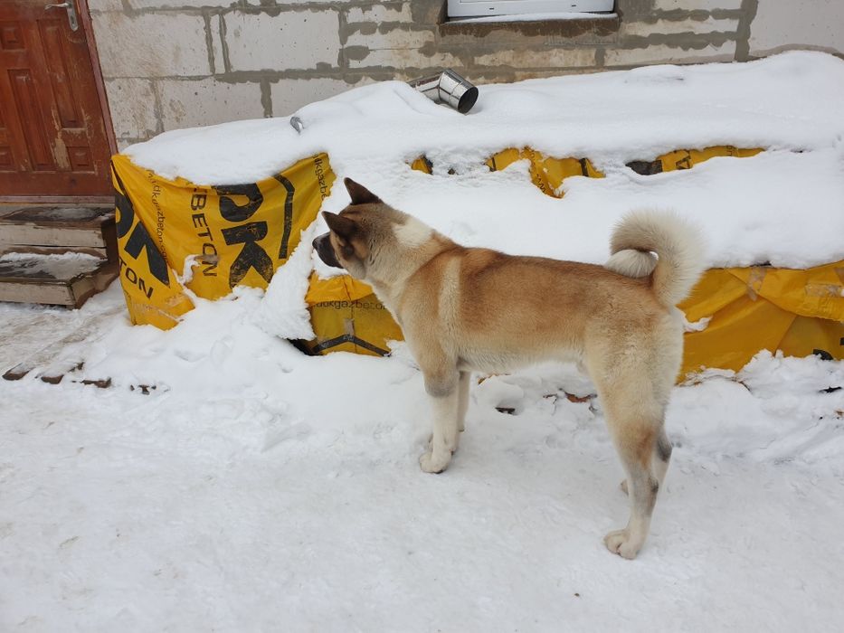 В'язка, Американська Акіта, Американская Акита, Київ, Бровари