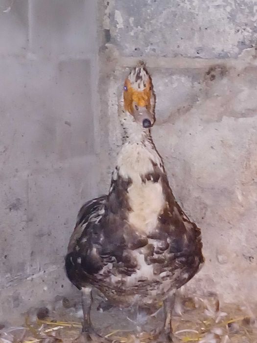 Kaczki piżmowe/francuskie cena za całość