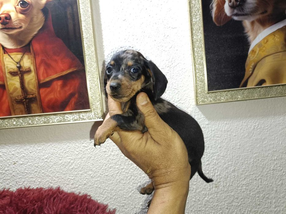 Teckel machinho mini Arlequim preto