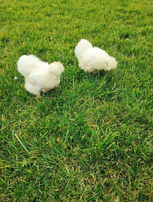 Sedosas do Japão com 4 meses