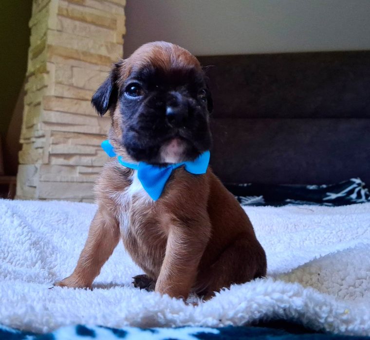 Piękny boksio / ojciec FCI