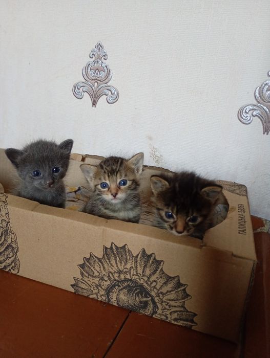 Кошенята в добрі руки