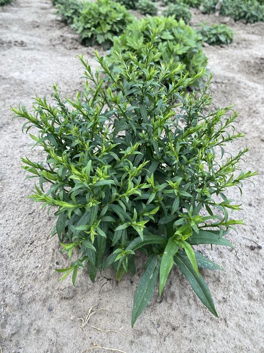 Айстра новобельгійська низькоросла.