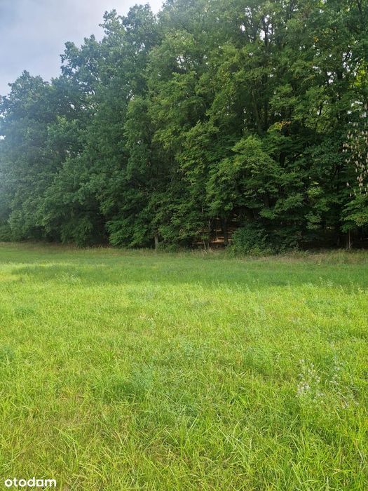 Działka budowlana 2921 m² przy lesie - Widok 5
