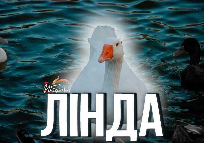 Інкубаційне яйце гусей породи ЛІНДА (Угорщина)