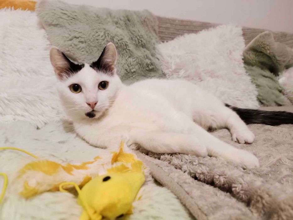 Uroczy Mango szuka super domku