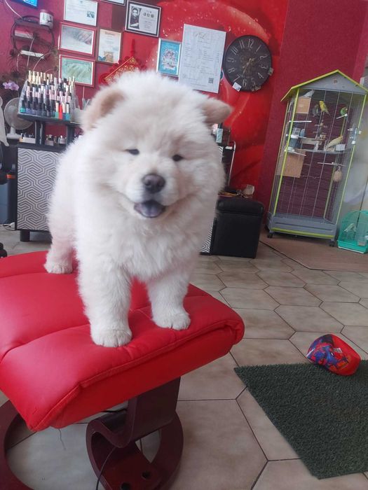 Vendo cachorro Chow Chow