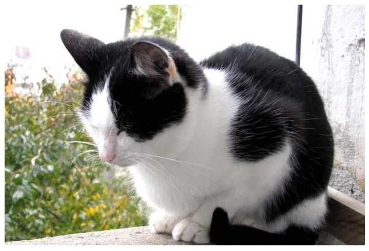 Загубився КІТ. Шукаю Котика.