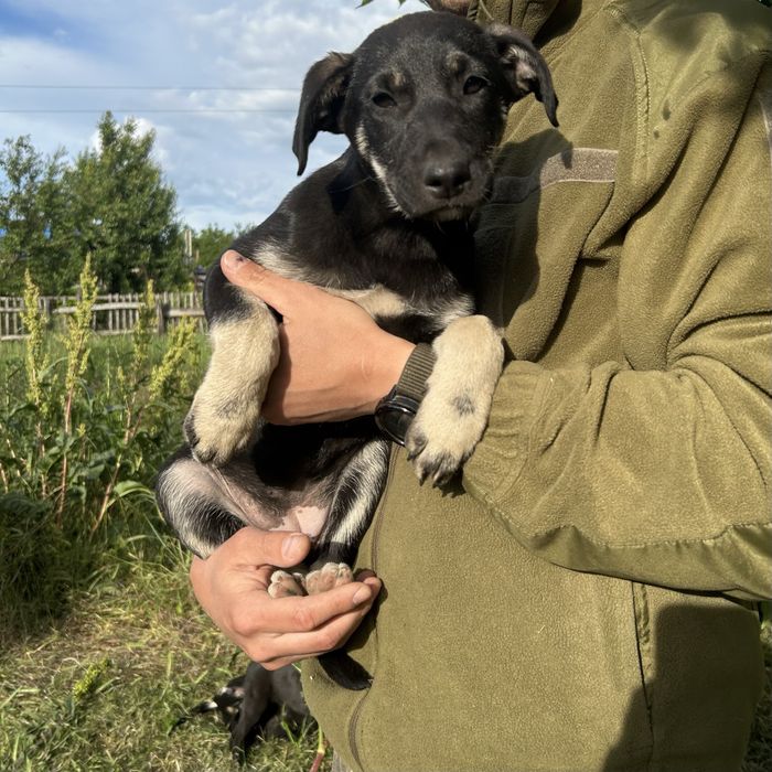 Цуценя 2,5 місяці. Дівчинка