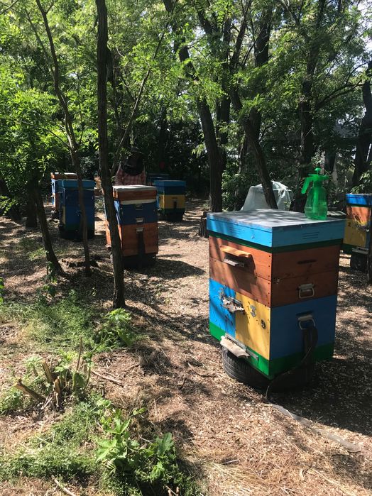 Продаються вулики і інвентар