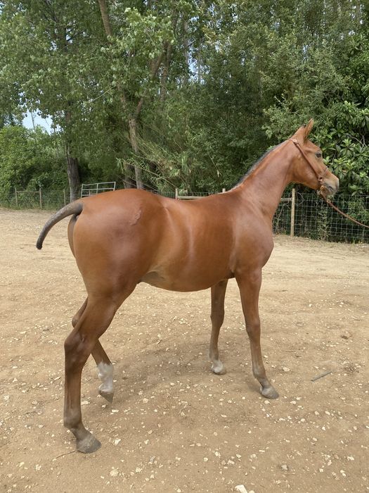 Vendo Poldro  PSA, X- Doma Masan