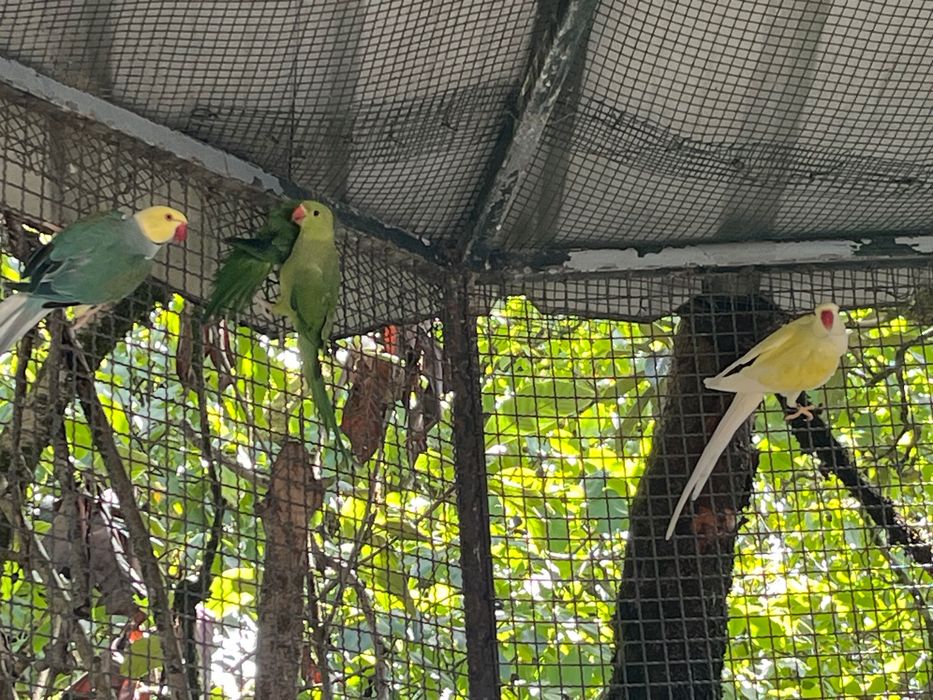 Aves Ring Neck e Aratinga Áurea