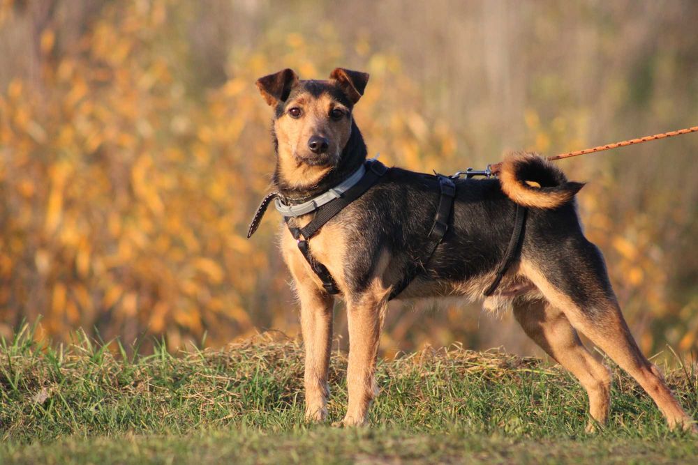 KOFI terier młody kochany adopcja schronisko
