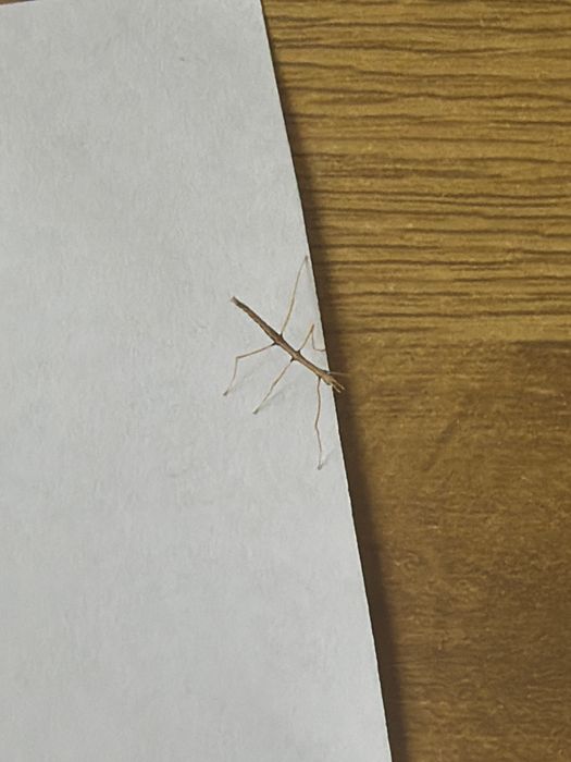 Patyczaki młode na sztuki