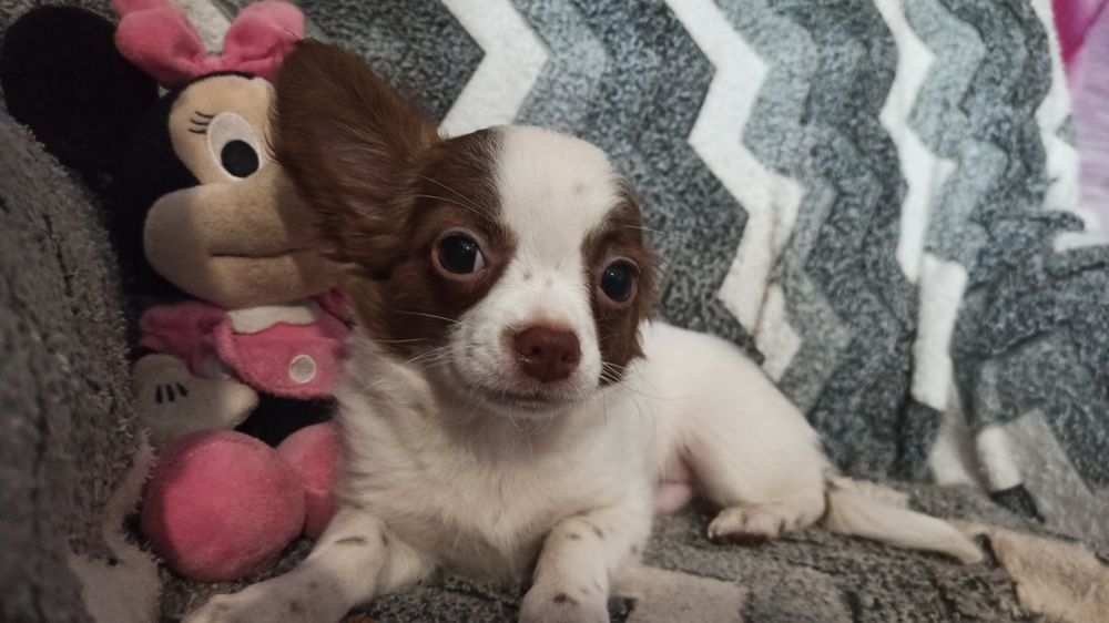 Хлопчик міні- стандарт.