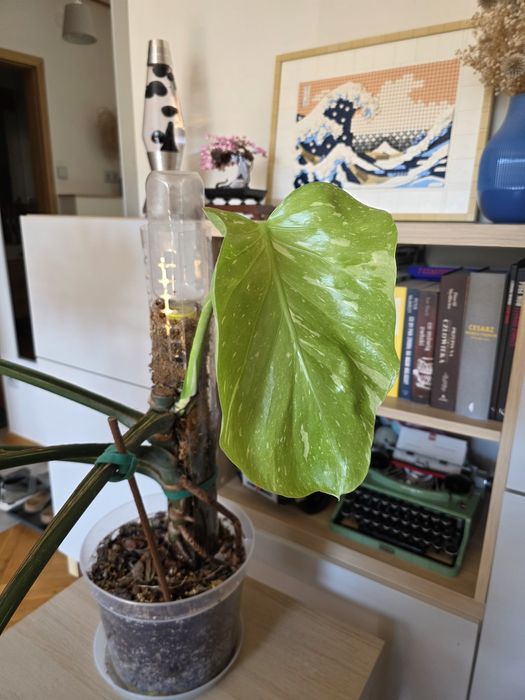 Duża Monstera Thai constellation