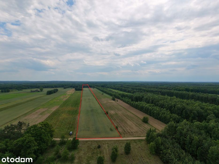 Działka 3,7 Ha Tarnowa k. Tuliszkowa, pod zabudowę, z lasem
