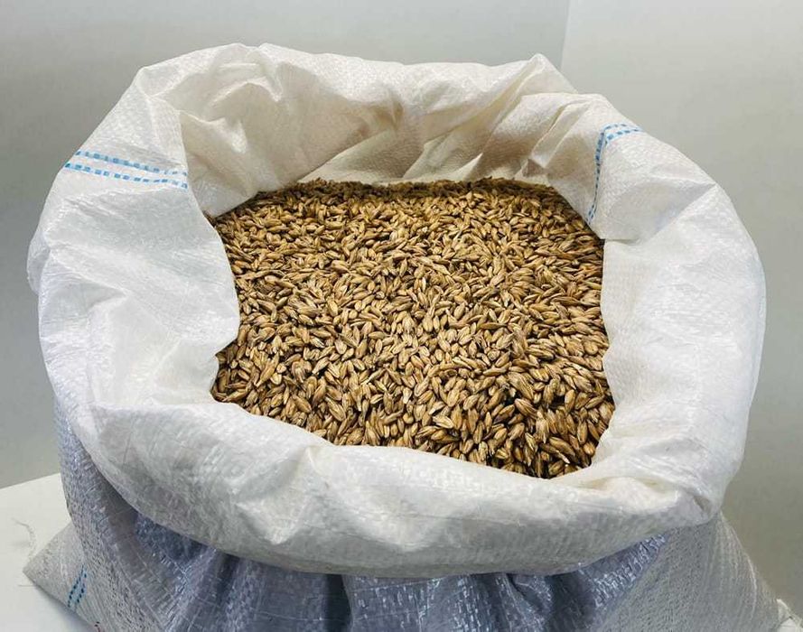 ORKISZ Ozimy Schwabenkorn Materiał Siewny EKO 500 KG