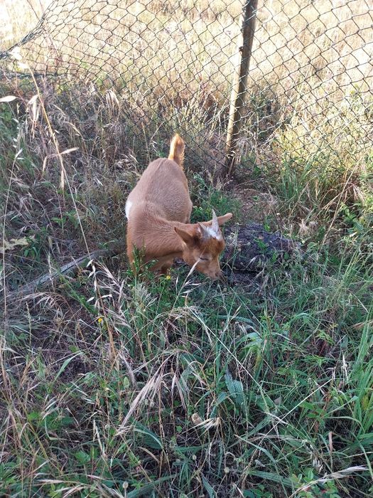 Cabrito anão com 4 meses