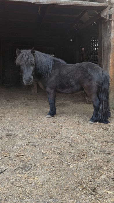 Kuc szetlandzki kary