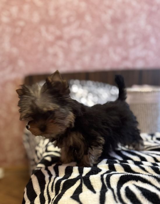 Микро курносая красотка