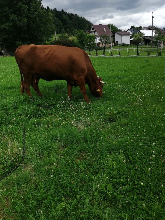 Sprzedam młodą krowę cielną