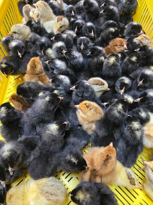 Kurczaki pisklęta nioski, brojlery, Leghorn, Greenshell, Sussex, Rosa