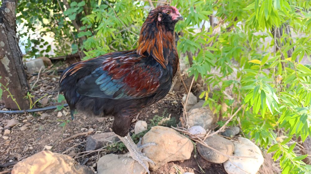 Galo araucano jovem (linha alemã)