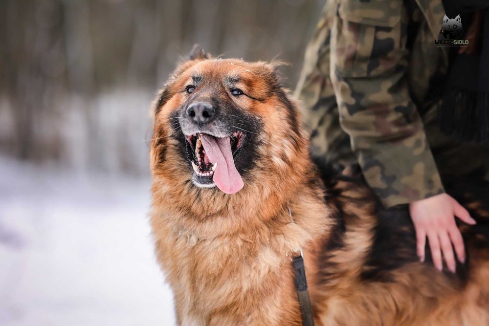 Rocky , około 5 letni owczarek do adopcji z fundacji