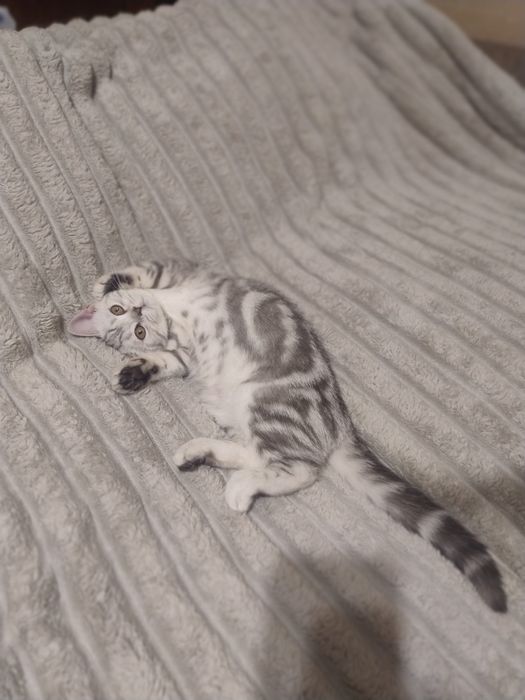 Шотландские котята.