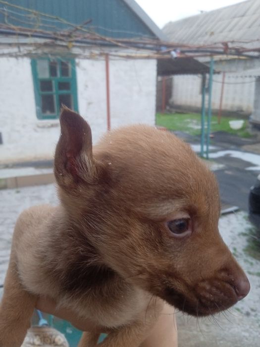 Отдам щенков две девочки