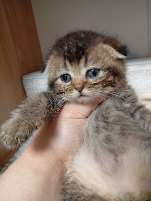 Скоттиш фолд девочка
