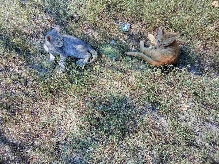 Кошенята, 1,5 міс, дівчатка