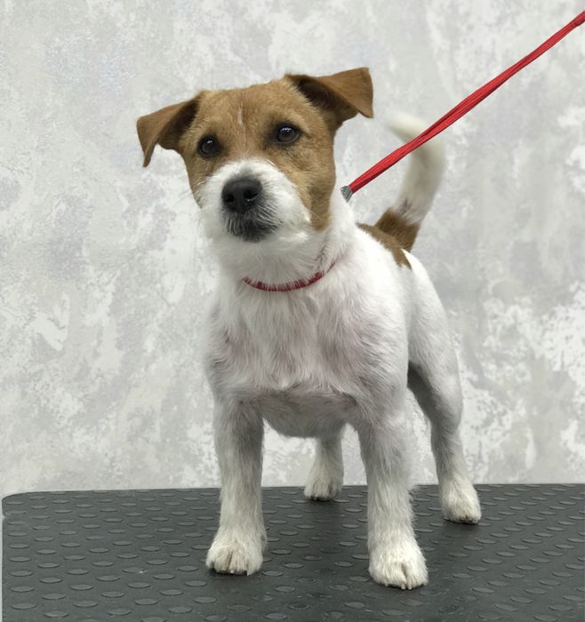 Послуги для тварин стрижка собак грумінг