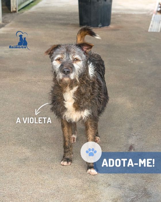 Violeta cadela porte medio para adoção