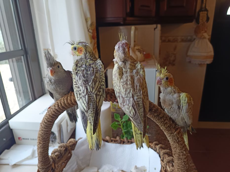 Caturras domésticadas