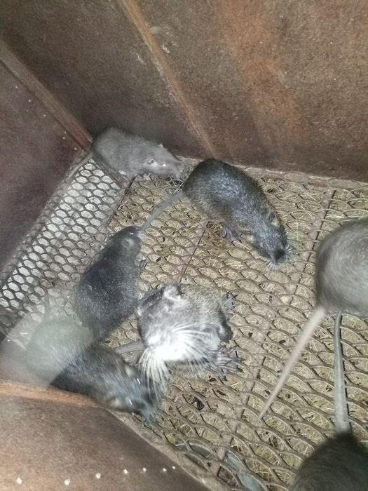 Продам нутрій різного віку