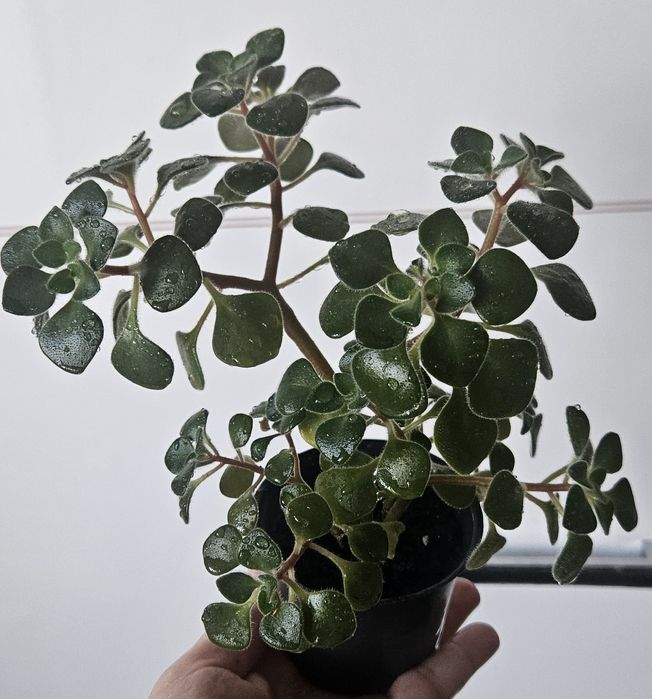 Аіхрізон, дерево кохання