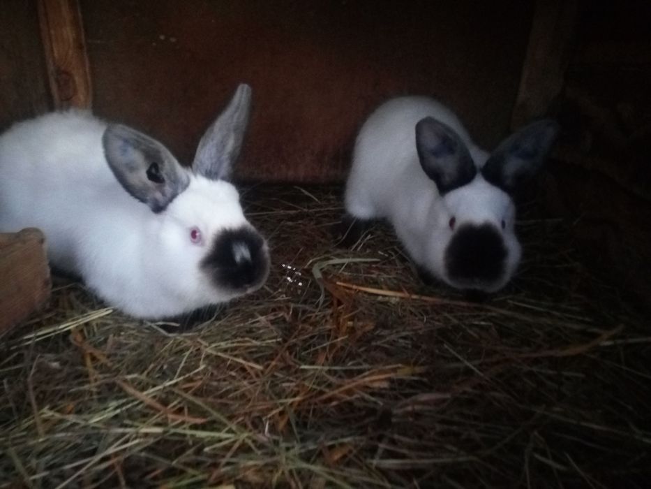 Кролі каліфорнійції,можливий обмін на зерно