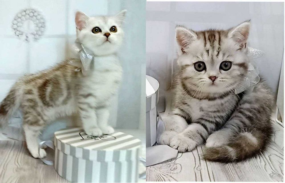 Кошенята шотландські табі , мрамур на сріблі.