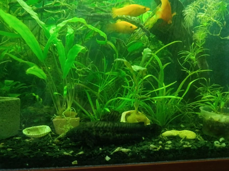 Аквариумные  Креветки,  рыбы, растения, Хелены