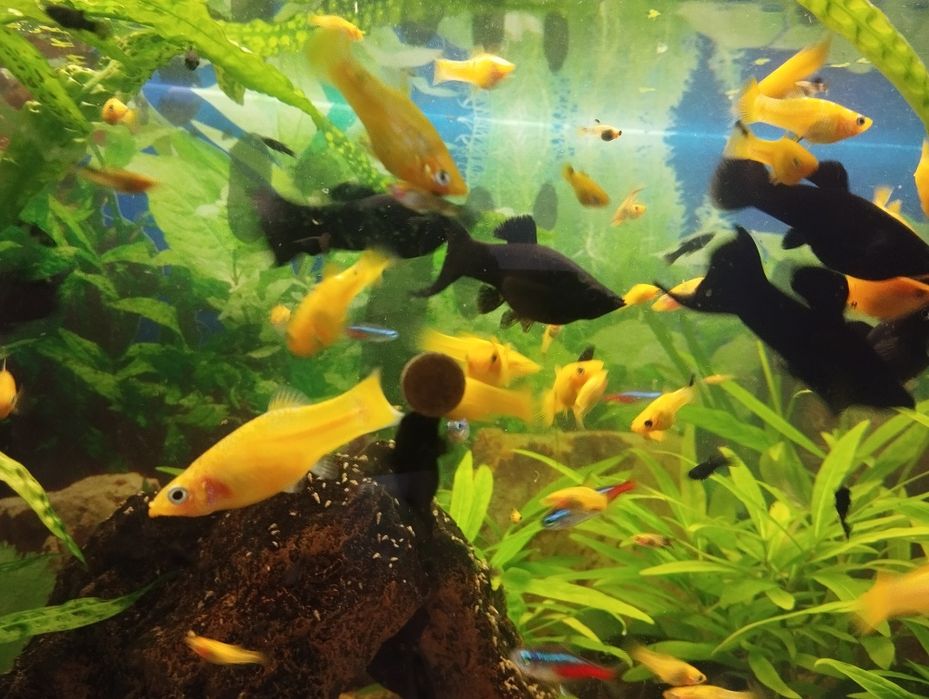 Sprzedam molinezje czarne , gupiki