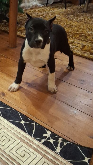 Американский стаф терьер