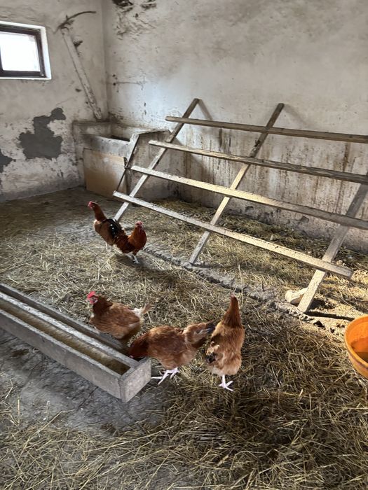 Kogut czubaty młody