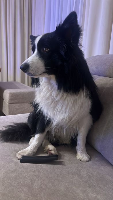 Oddam psa border collie