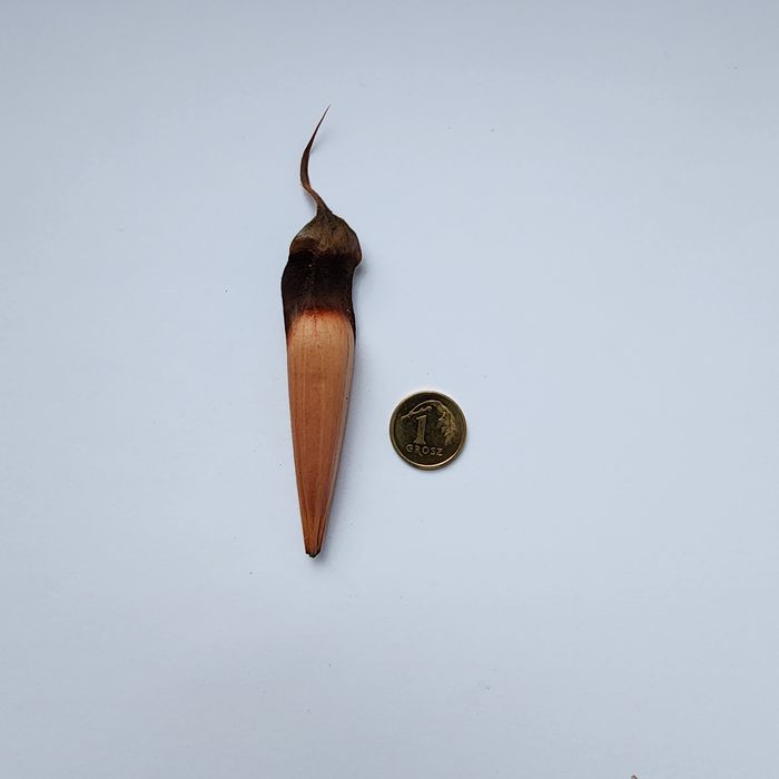 Zestaw 20 nasion Araucaria araucana chilijska